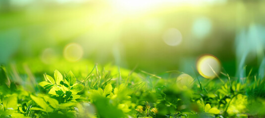 Beautiful natural background macro image of young juicy green grass in bright summer spring morning sunlight.