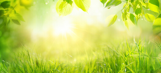 Beautiful natural spring summer widescreen background fram. Green young juicyyoung grass and leaning tree twigs backlit by soft sunlight. - obrazy, fototapety, plakaty