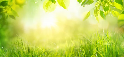 Türaufkleber Beautiful natural spring summer widescreen background fram. Green young juicyyoung grass and leaning tree twigs backlit by soft sunlight. © Laura Pashkevich