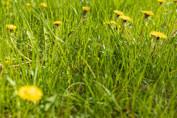 spring dandelion flowers during flowering