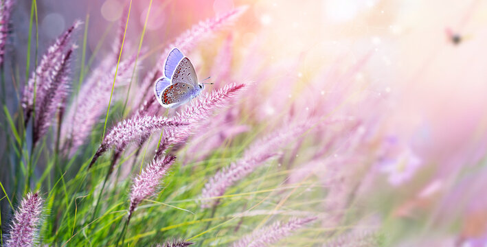 Blue butterfly on tall fluffy violet grass in nature with soft atmospheric lighting close up macro.