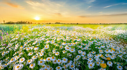 Beautiful, sun-drenched spring summer meadow. Natural colorful panoramic landscape with many wild flowers of daisies against bright orange sun in sunset sky. - 695297199