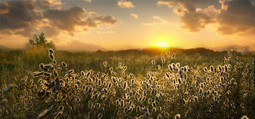 Beautiful natural panoramic countryside landscape. Blooming wild high grass in nature at sunset...