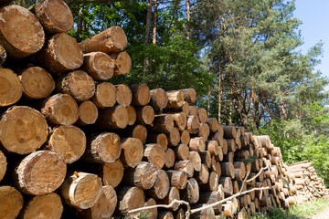 sawn and stacked pine logs in the forest during logging