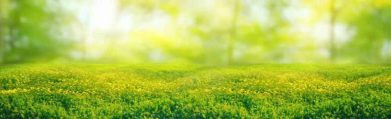 Foto op Plexiglas Spring summer natural background. Juicy young green grass and wild yellow flowers on the lawn outdoors in morning. © Laura Pashkevich
