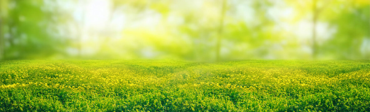 Spring summer natural background. Juicy young green grass and wild yellow flowers on the lawn outdoors in morning.