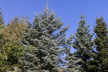 mixed forest with trees of different species in the summer season
