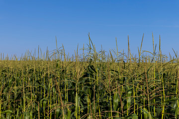 Corn field with green plants