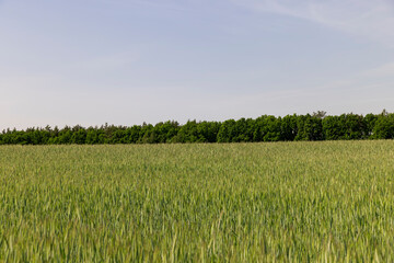 cereal growing business in eastern europe