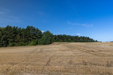 Obraz premium stubble and straw after the wheat harvest
