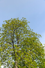 a flowering chestnut tree in the spring season, a spring park