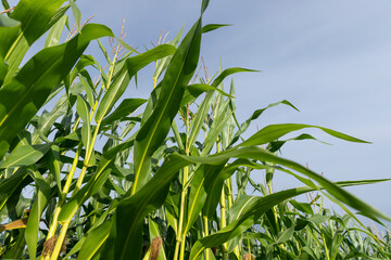harvest corn for sale and income