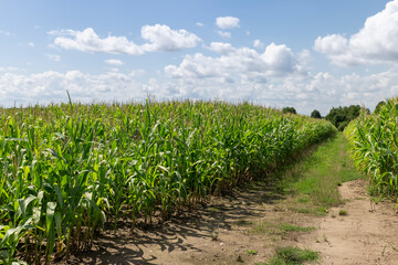 Fototapeta na wymiar a field for harvesting corn grain