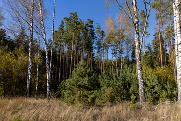 Birch grove with tall birch trees in autumn
