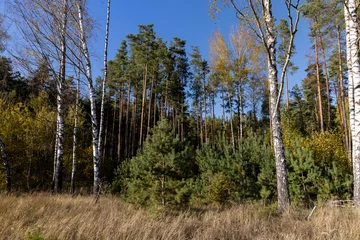Fotobehang Birch grove with tall birch trees in autumn © rsooll