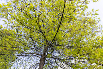 oak foliage and flowers in the spring season