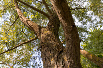 beautiful silver willow tree foliage with green foliage