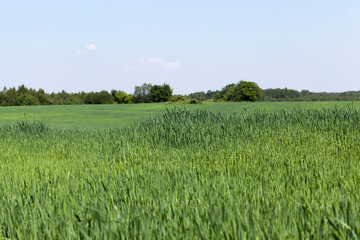 Agricultural field with a large number of green cereals