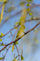 young birch with new green leaves in the spring season