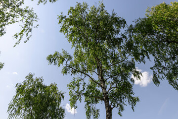 green foliage on birch trees in summer, sunny