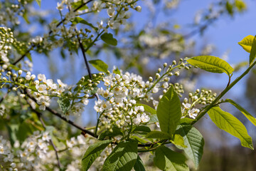 a flowering cherry tree in the spring season, a spring park