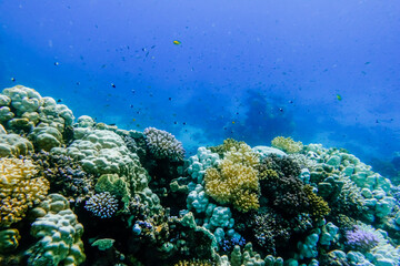 different corals and lot of little fishes in deep blue seawater during diving in egypt