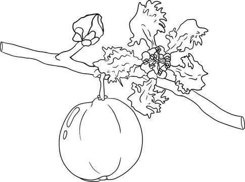 Red acerola berry, barbados cherry, Malpighia emarginata. Illustration of exotic superfood, fruits. Hand drawn line objects 