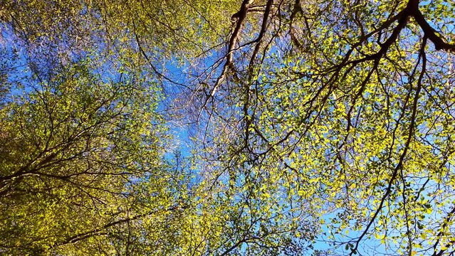 Low angle view of tree top waving slowly in the sunny day.