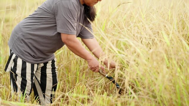 Asian female farmer harvesting rice in field using traditional harvest tool