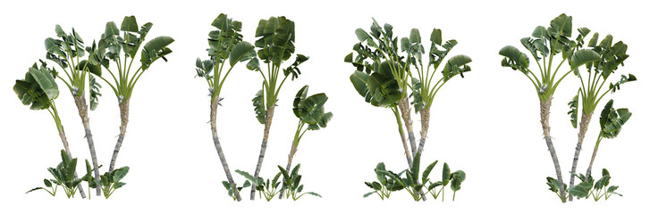 Obrazy  Strelitzia nicolai tropical tree on transparent background, banana plant, 3d render illustration.
