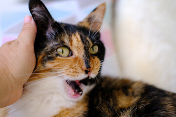 closeup female hands gently stroking, scratches behind ear adult domestic tortoiseshell, chimera...