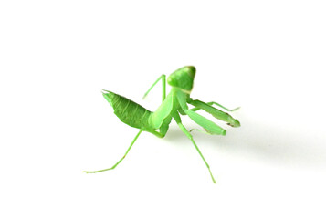 cute mantis