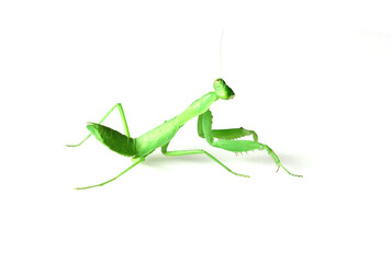 cute mantis