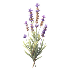lavender flower plant with leaves watercolor paint on white for greeting card wedding design