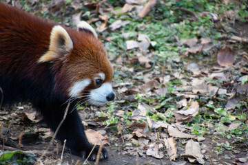 レッサーパンダ