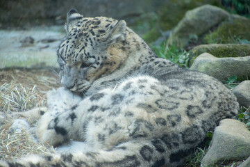 Obraz premium 雪豹