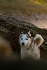 Plage rocailleuse, husky en premier plan, rocher en arrière-plan, effet de flou.