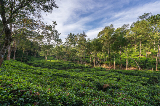 Sylhet
