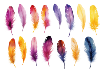 Colorful feathers on isolated on white background 