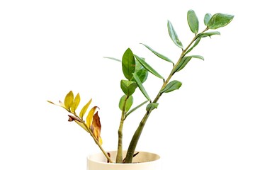 Unhealthy ZZ plant with yellow leaves and mushy stem isolated on white background