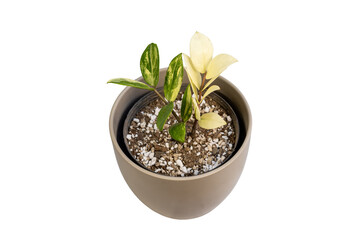 Variegated Zamioculcas zamiifolia ZZ plant in ceramic pot