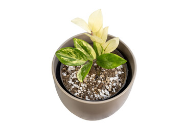 ZZ variegated plant in ceramic pot