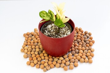 Variegated zz plant with clay balls on white background