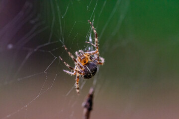 spider on a web