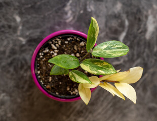 Top angle view of variegated zz plant in ceramic pot