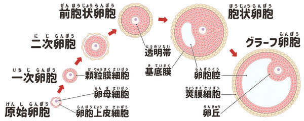 Ovarian follicle growth and development labeled diagram PNG