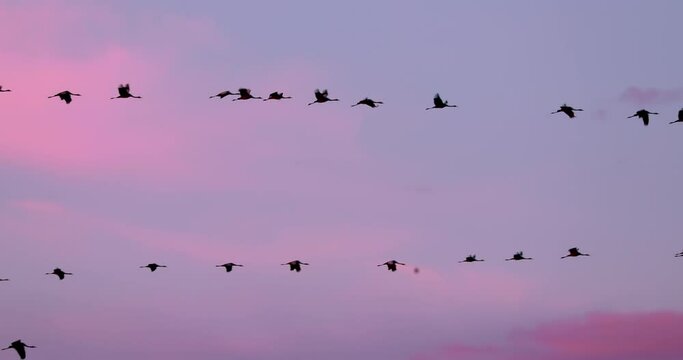 Birds Migration. Flock Of Common Cranes Or Eurasian Cranes Fly In Sunny Sunset Sunrise Sky. Common Crane Or Grus Grus. Nesting Cranes, Nest. Europe. Yellow orange pink violet purple Colors, Dark Birds