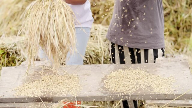 Labor-intensive rice harvest in poor developing nation for staple food in Asia