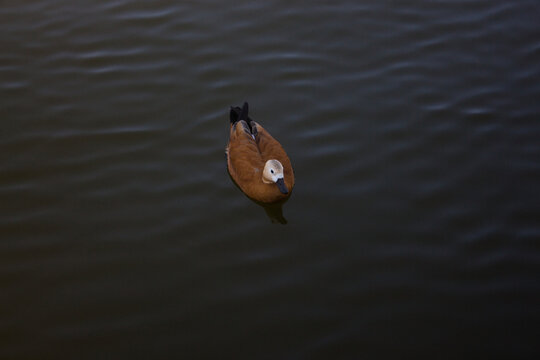 Ducks swimming in the lake