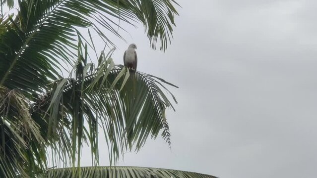 Brown and white colour Indian Brahminy kite eagle (Haliastur indus) known as the red-backed sea eagle or Elang Bondol. Resting on a green coconut tree leaf with its pair flying in the sky.